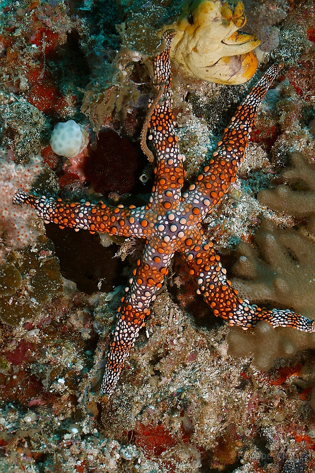 Raja Ampat 2016 - Gomophiagomophia - Bumpy sea star - Etoile de mer - IMG_5368_rc.jpg